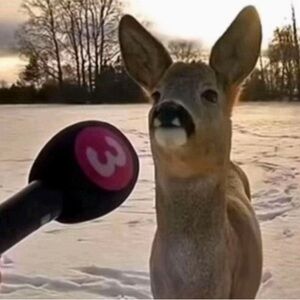 Meet your Posher, Kristi